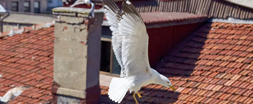 Residential Chimney Animal Removal Solution in Murray, KY